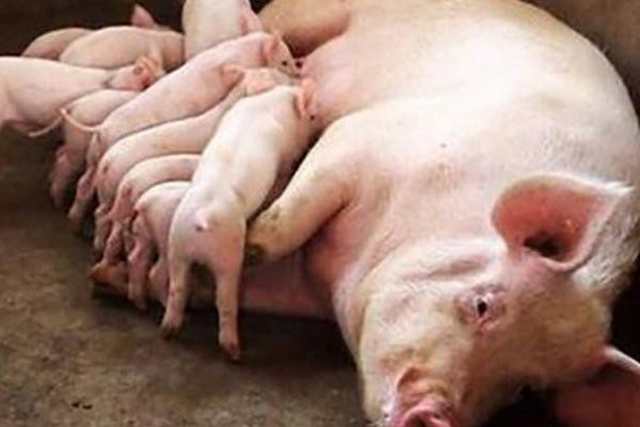 母猪下崽的正确方法视频,母猪下崽的绝招