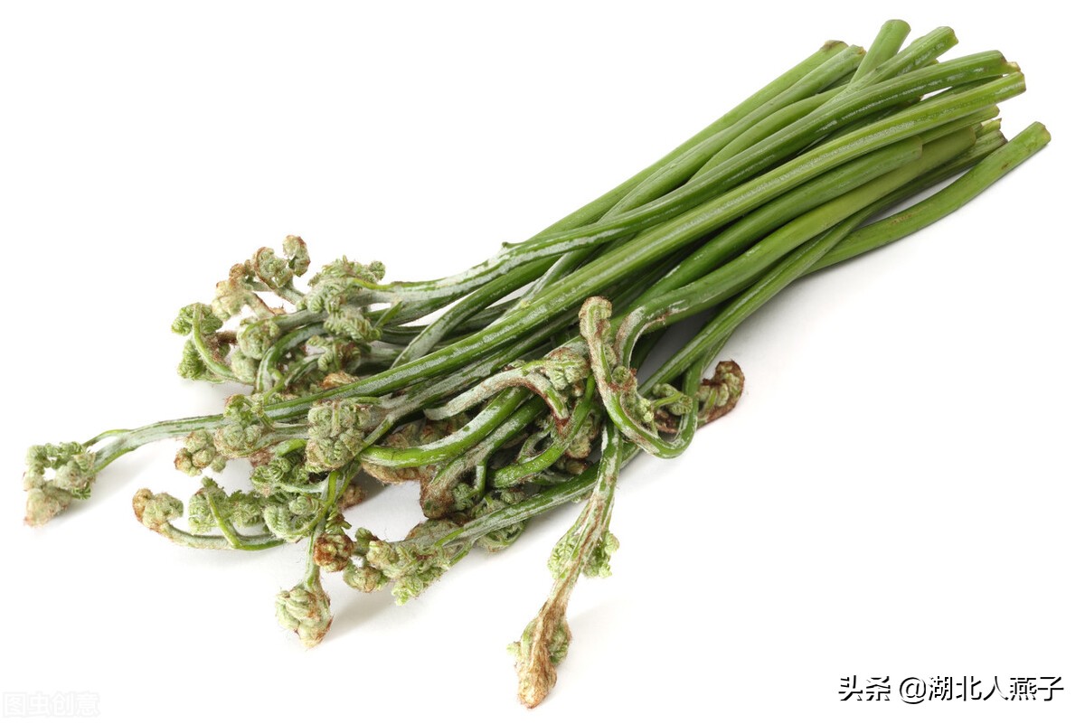 各种可以吃的野菜图片大全及名称 (100种野菜图片大全和名称和吃法)