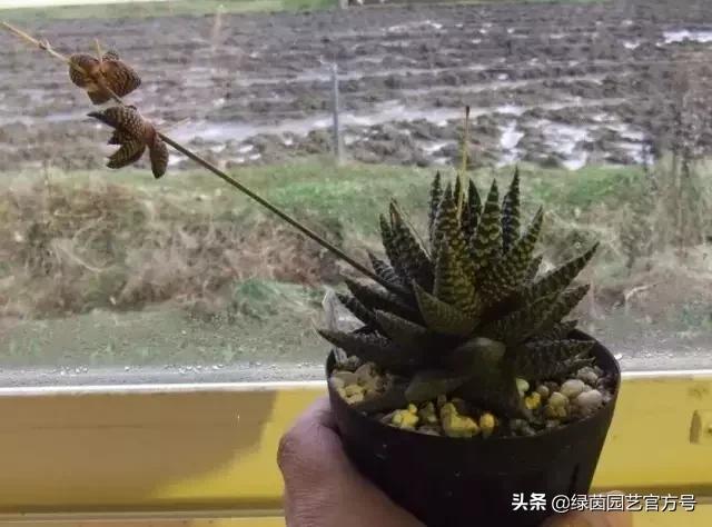 多肉开花怎么办呢,多肉开花的原因和解决方法