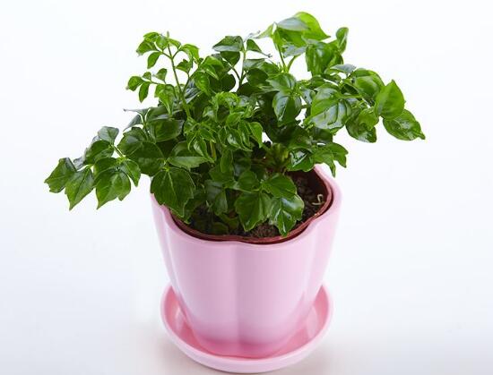 怎么防治幸福树长虫子,幸福树虫害怎么治