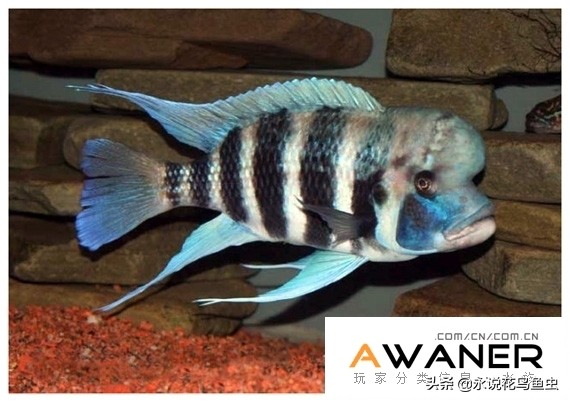 慈鲷六间混养,慈鲷科有哪些