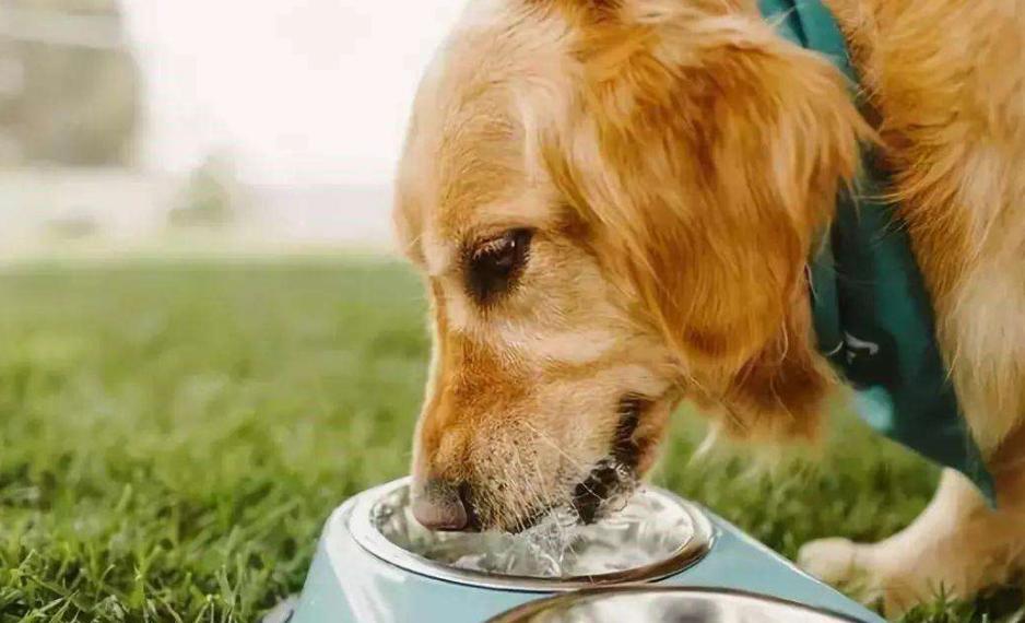 狗狗出现哪6种现象就得了狂犬,夏天狗狗为什么要降温