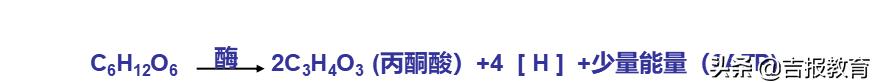 高中生物细胞呼吸作用,高中生物细胞呼吸