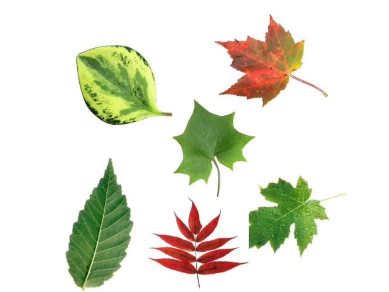 和芳sir一起学科学：如何用三种颜色画出一道彩虹？（1）