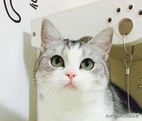 捡到流浪猫先要做什么,捡到流浪猫要怎么处理