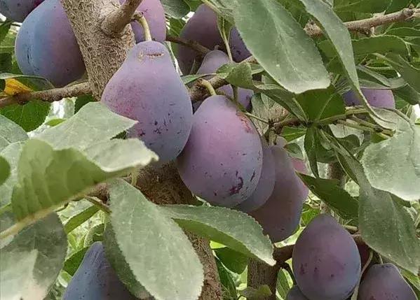 NO.874：阿克苏这个公司月工资5000元以上，看看你合不合适？