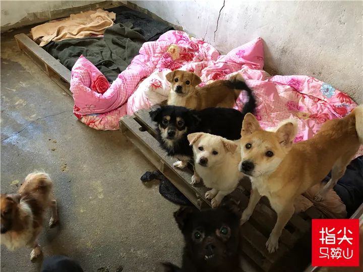 马鞍山流浪狗救助中心在哪里,曝光流浪狗救助真相