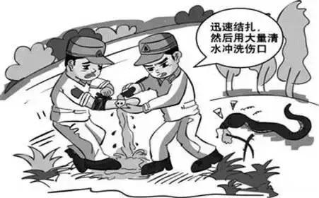 游客被毒蛇咬伤怎么处理,广西一名男子被五毒蛇咬伤