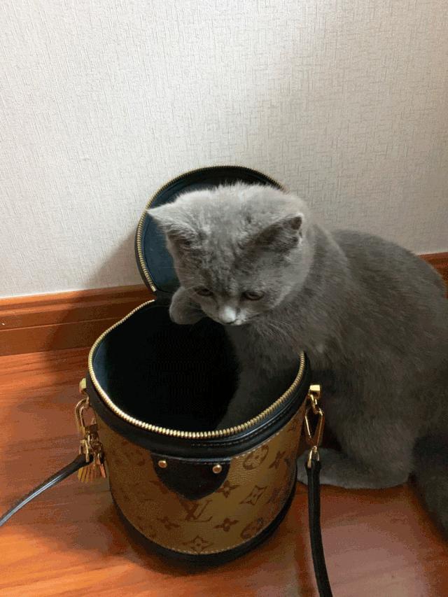 非常好看的宠物包,大家的包都带什么玩偶