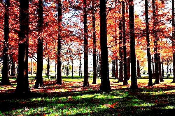 湖北恩施水杉在哪里,恩施水杉公园