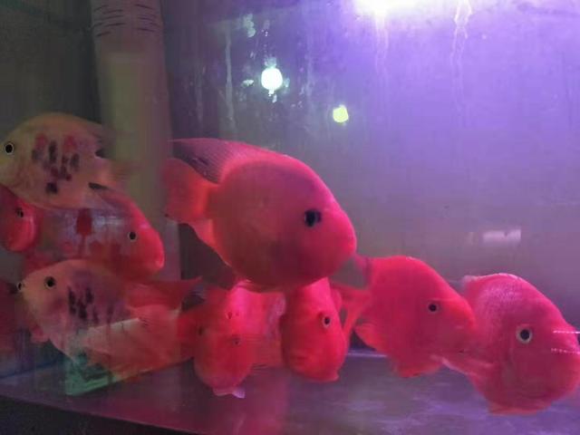 水族馆观赏鱼为什么卖得这么贵,市场上买的观赏鱼为什么不好养