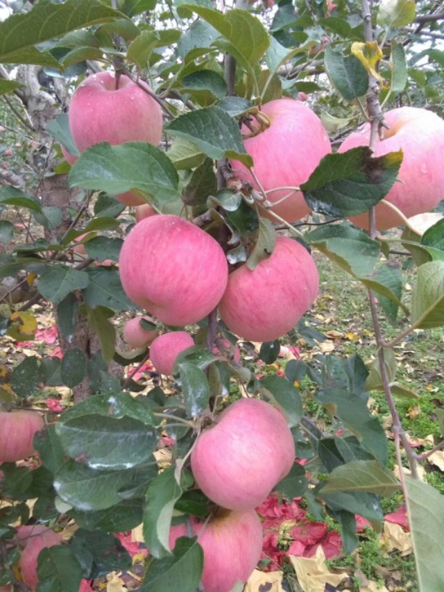 洛川苹果现状如何,洛川苹果农药