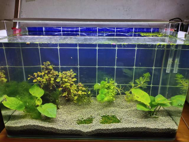 养观赏鱼水需要过滤吗,过滤箱养鱼漏水怎么处理