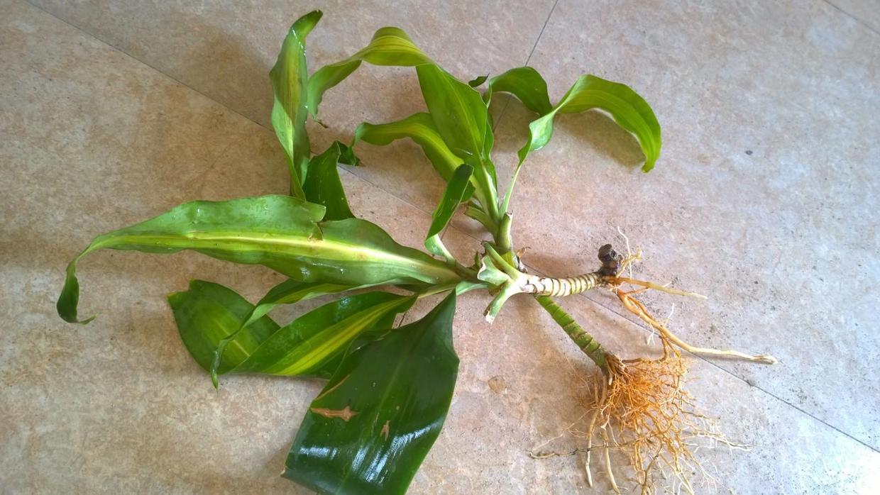 巴西木能晒种吗,种巴西木有什么好处