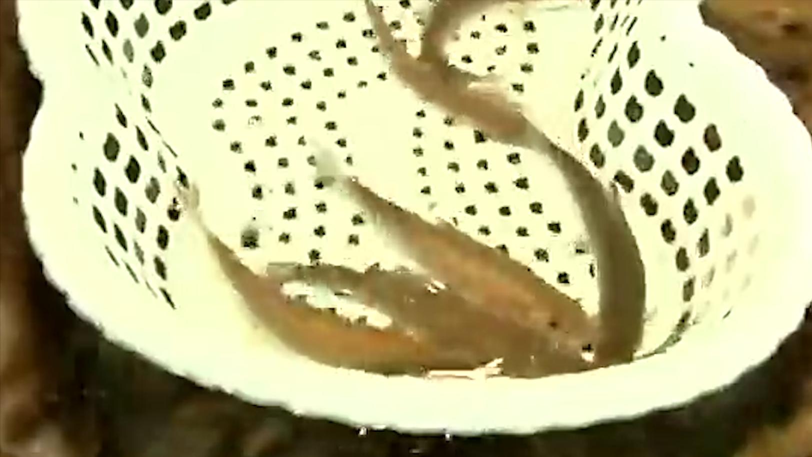 老汉做梦挖到鱼泉后续,重庆一老汉做了个梦挖出鱼泉