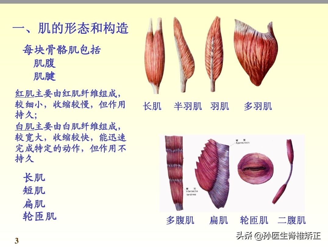 系统解剖学骨学ppt课件,解剖学基本知识ppt课件
