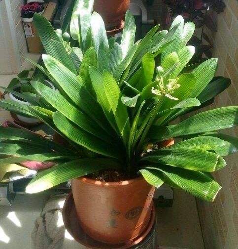 君子兰开花期叶子薄黄怎么养护,君子兰不开花应该怎么养才能开花