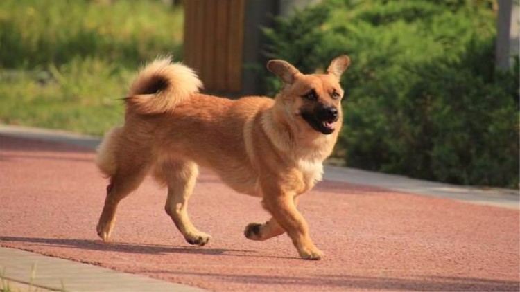 伤害汪汪健康的“吃纸”,必须根儿上杜绝