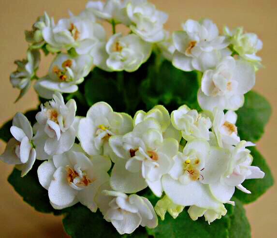 非洲紫罗兰盆栽,紫罗兰花卉盆栽图片