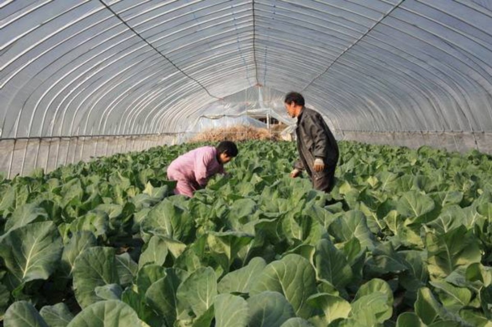 花菜不结球,花菜结球了还要施肥吗