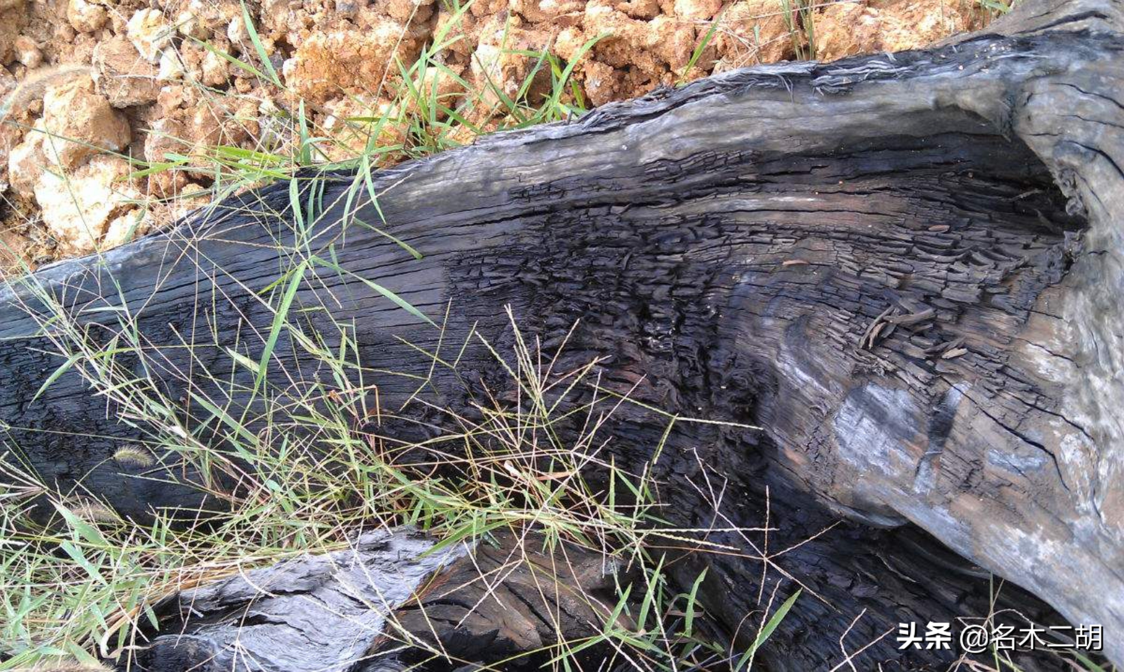 怎么鉴别阴沉木的真假,阴沉木怎么鉴别是什么木质的