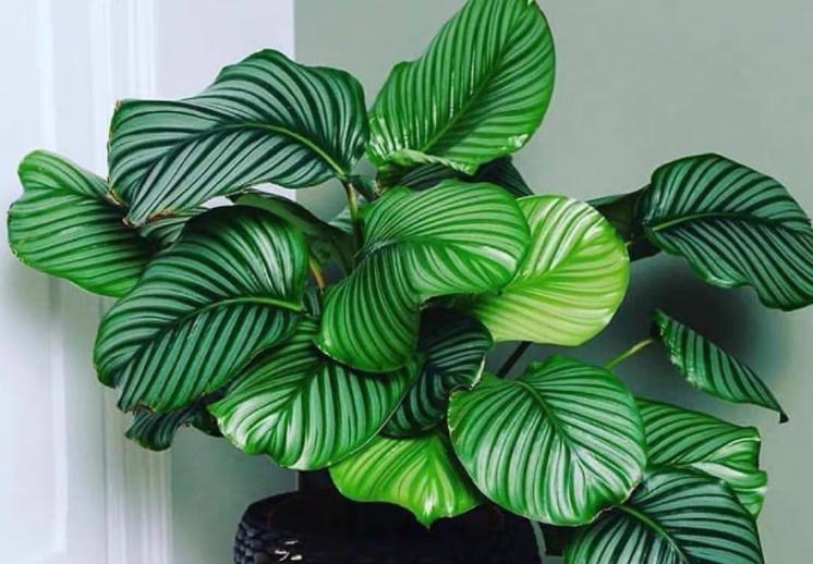 竹芋黄叶的原因和处理办法,竹芋叶片发黄是什么原因