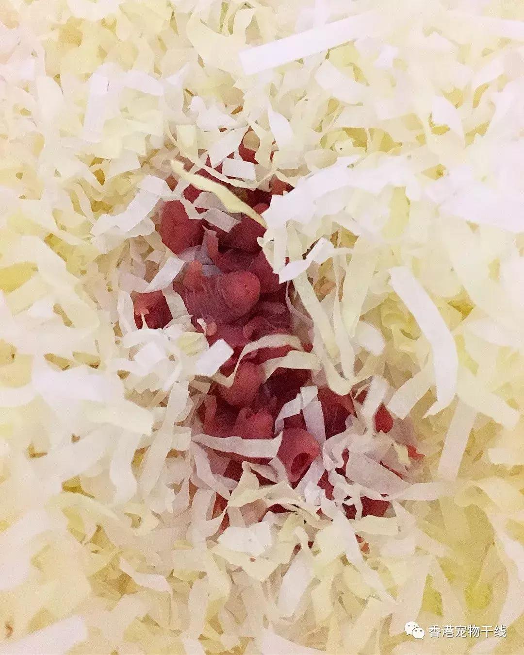 刚出生的小仓鼠要和母鼠分离吗,怎么帮助刚出生的小仓鼠排便