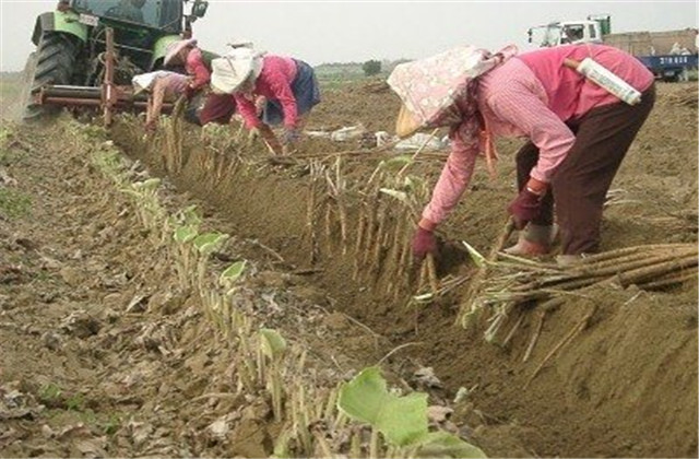 牛蒡的种植技术和产量,种牛蒡产量