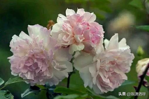 中国月季红色浓香,13种中国红月季让你美个爆