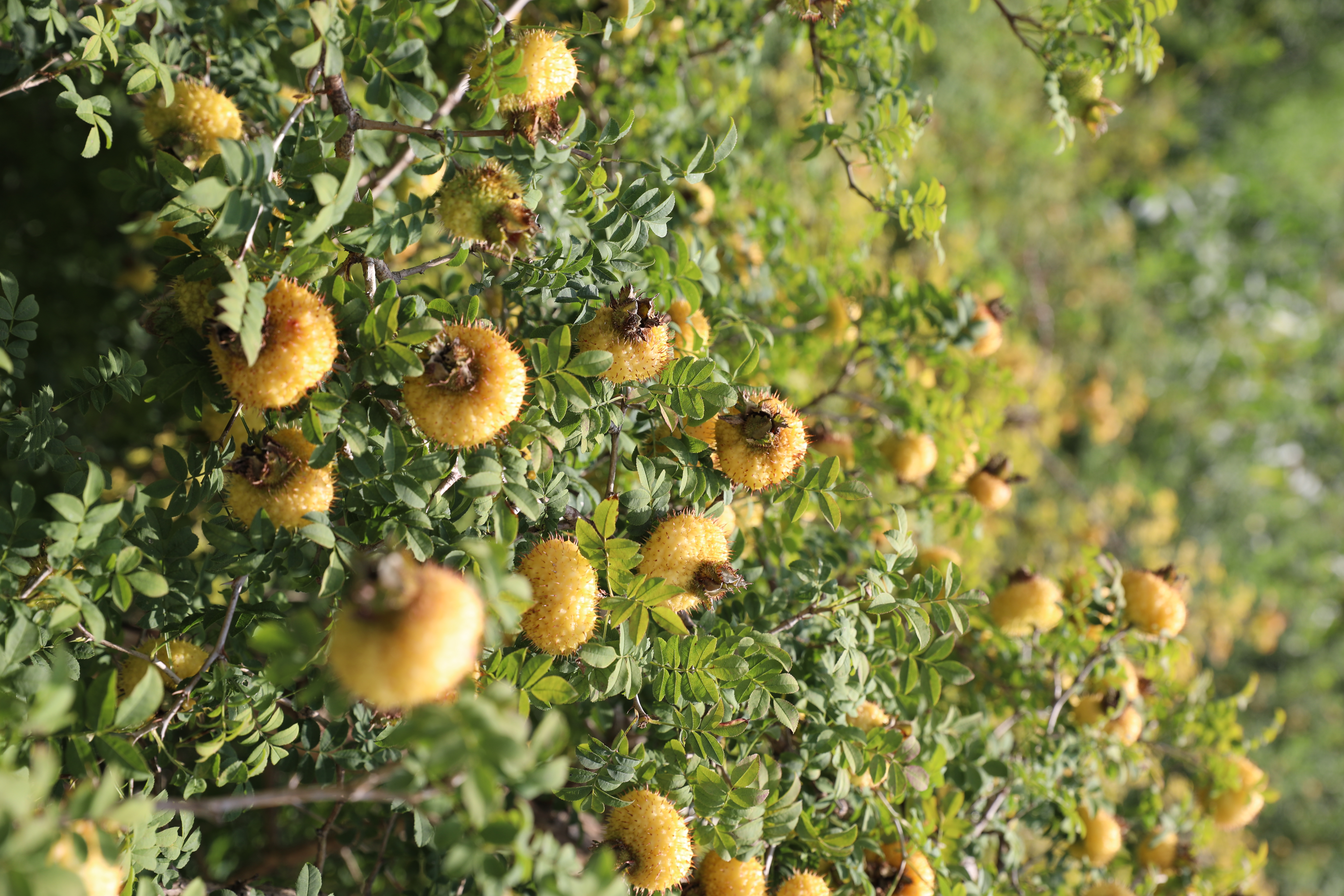 贵州五朵金花酒业有限公司,贵州黔南五朵金花