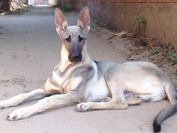 世上最罕见的狗品种图片,全世界狗品种视频