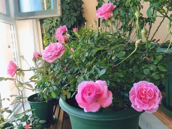 10种好养的花草,这些绿植养在家里高级又实用