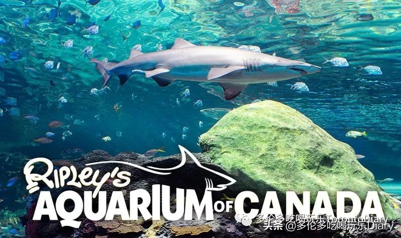 Presto、Costco…… 在多伦多生活,有这些卡就够了