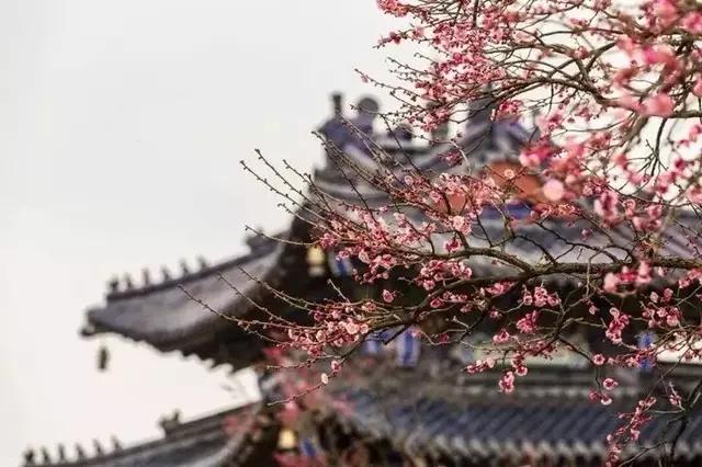 南京的春天,南京的春天视频