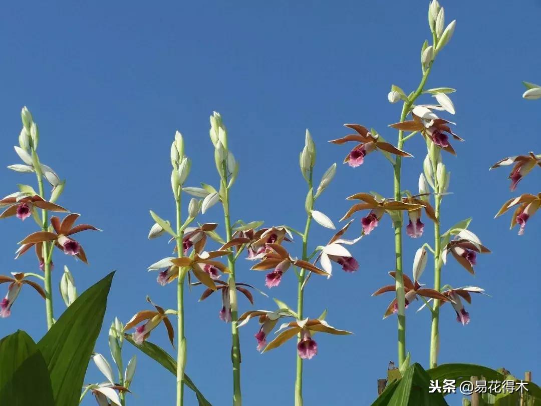 鹤顶兰讲解,鹤顶兰用什么土栽培最好