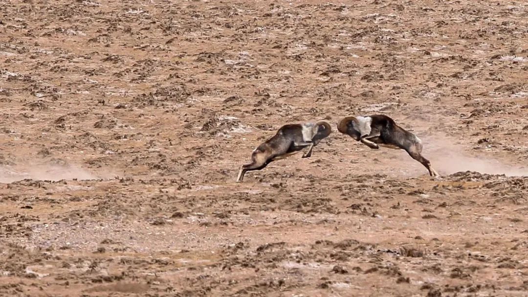 淘客店铺代理软件,淘客软件代理