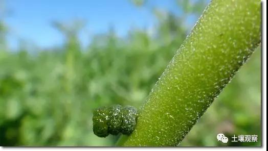写观察记录什么植物能快速生长,观察植物时该如何观察