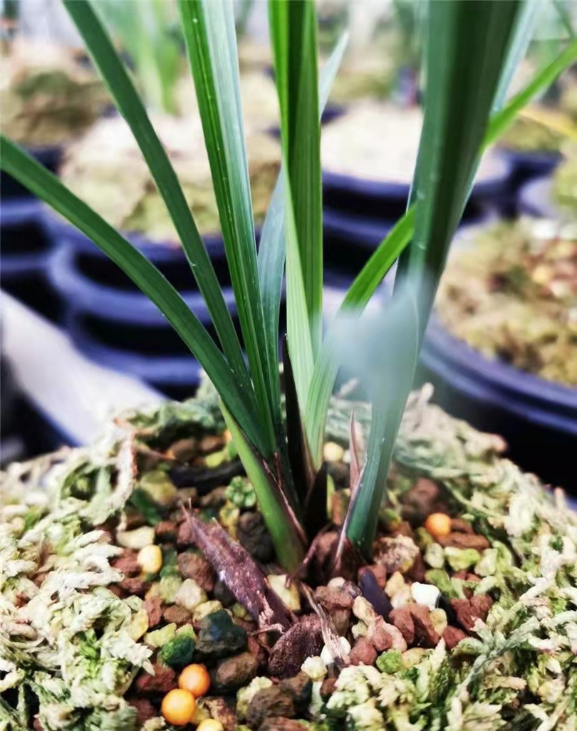 兰展上的兰花,兰花展会上的名贵兰花