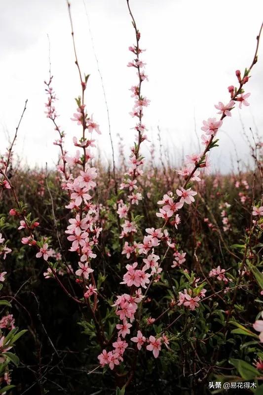 疆果新疆特产薄皮核桃,新疆的扁桃优良品种有