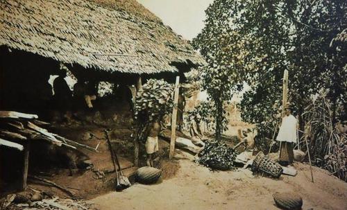 猴腺鸡尾酒背后的阴暗面,猴杯故事梗概