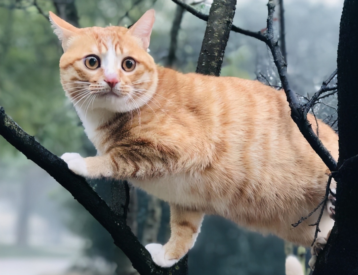 30种常见的猫,20种常见猫咪