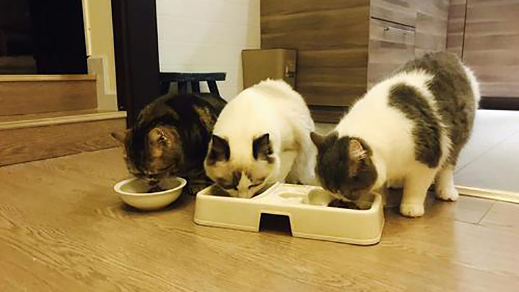猫咪食欲不振挑食怎么办,猫咪食欲不振越来越瘦吃什么