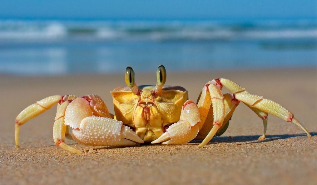 新手养鱼硝化菌,养鱼千万别买的鱼缸