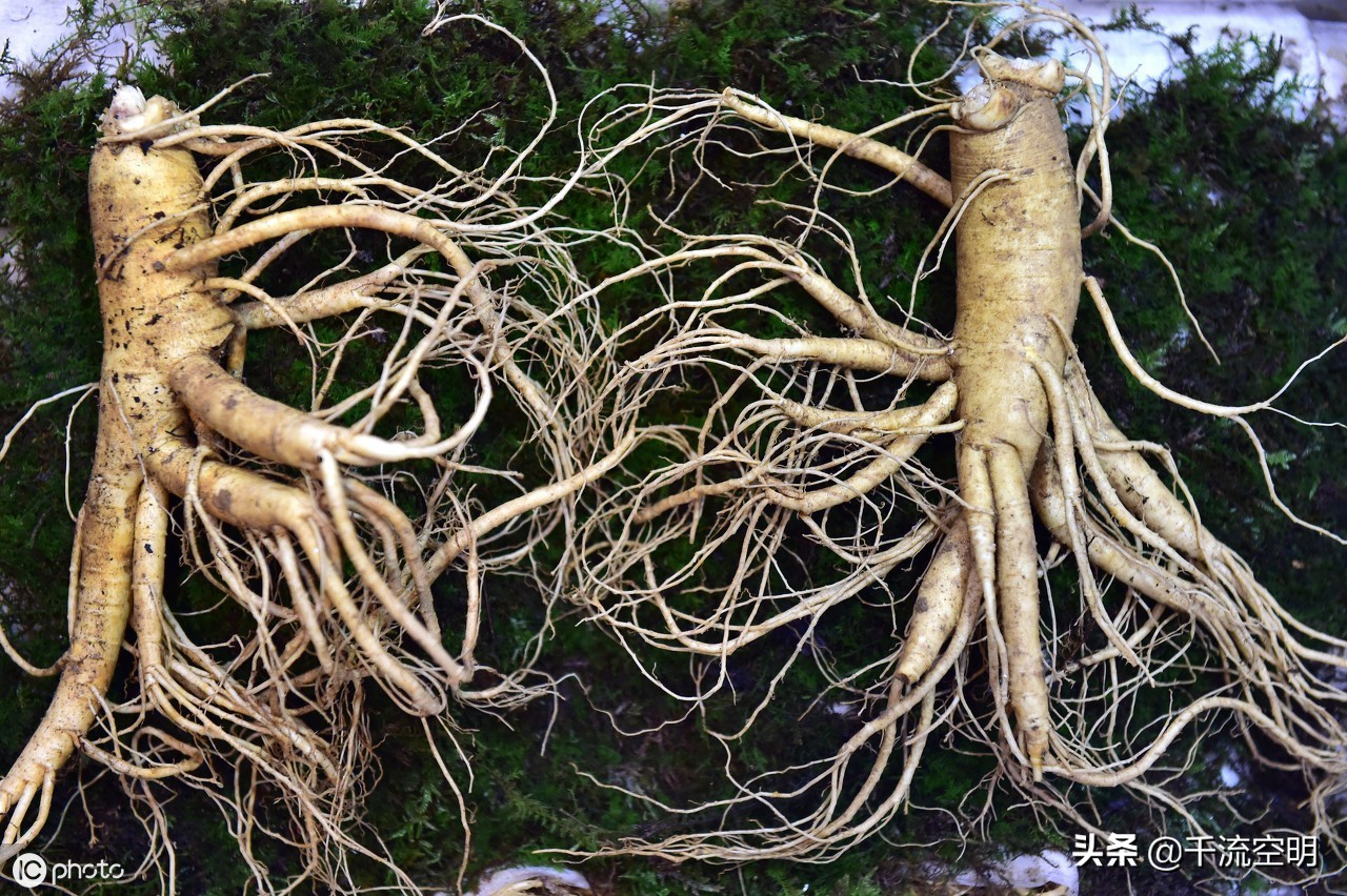 卫生部药食同源目录一览表,三七是药食同源目录中的吗