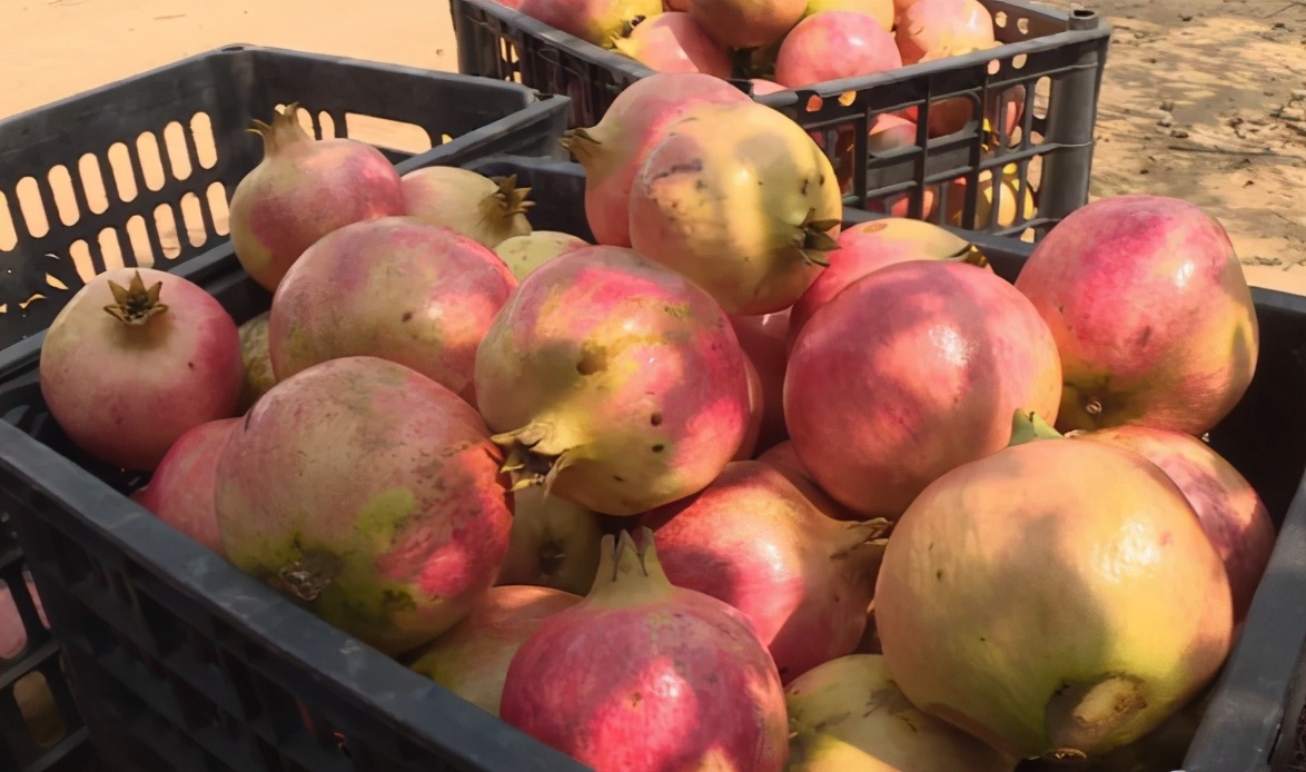 国内畅销的进口水果,最近很火的进口水果