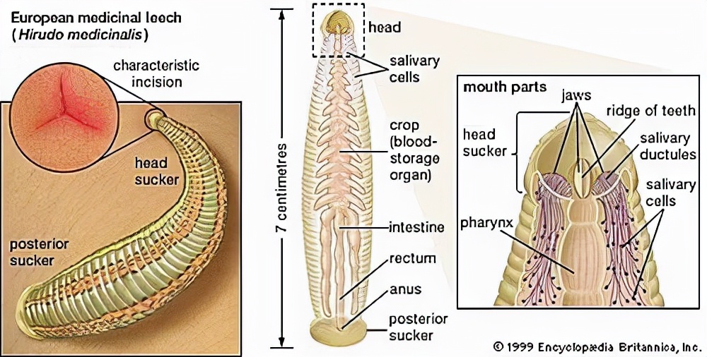 民警巡逻后身上清除蚂蟥,西藏民警巡逻被35只蚂蝗咬伤