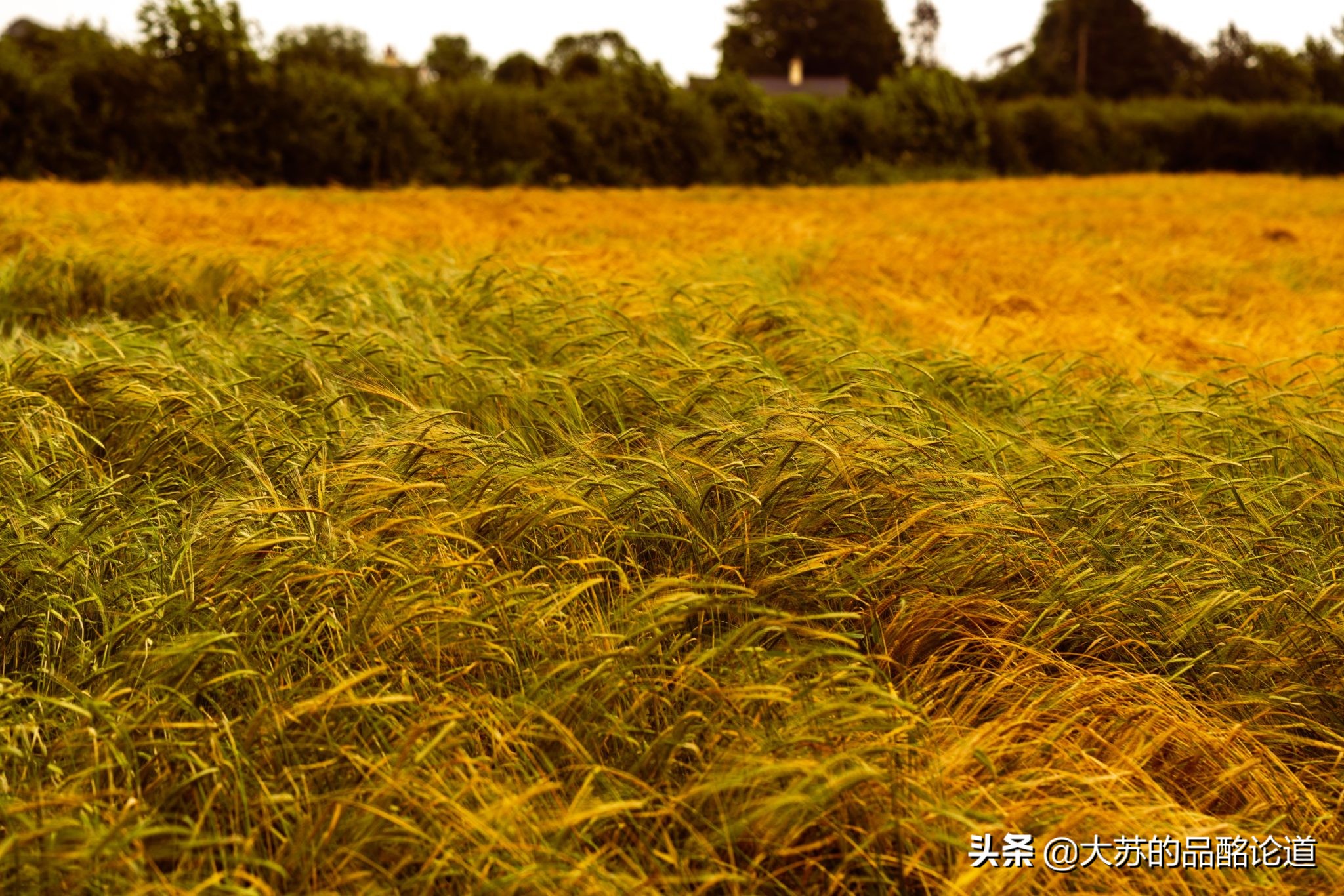 特酿威士忌（WhiskyCuvée），意味着什么？