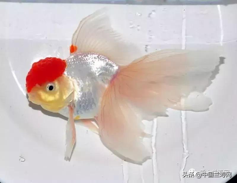 鹤顶红金鱼多久能长大,金鱼品种介绍之鹤顶红