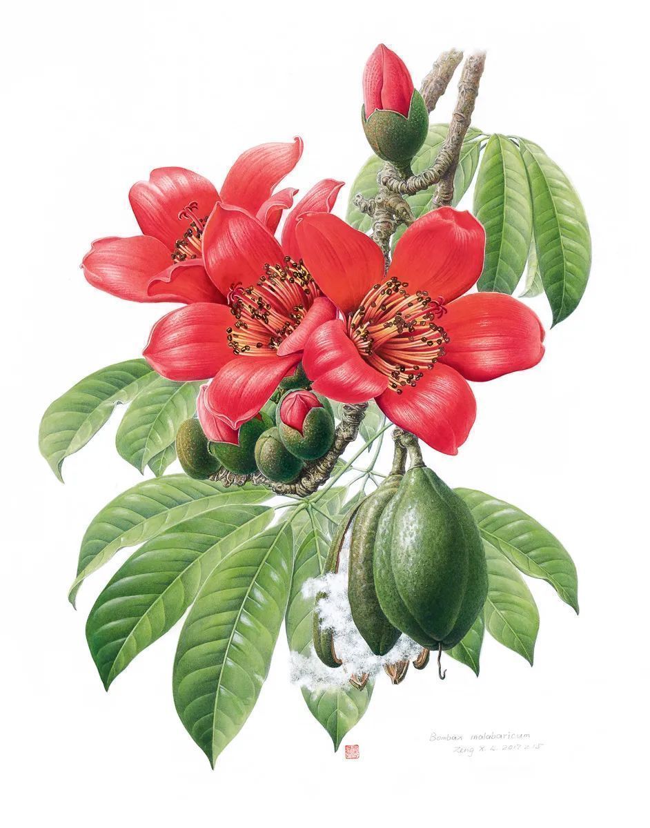 濒危稀有植物绘画,八大濒危珍稀植物