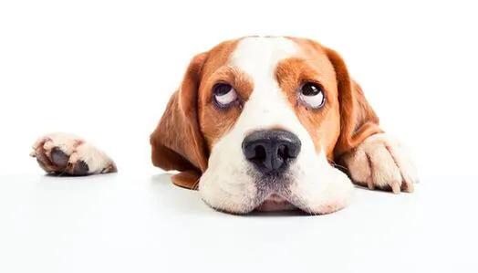 狗鼻子湿说明生病不严重吧,狗狗鼻子不湿润就是有病还没好吗